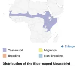 de Juana, E. and G. M. Kirwan (2020). Blue-naped Mousebird (Urocolius macrourus), version 1.0. In Birds of the World (J. del Hoyo, A. Elliott, J. Sargatal, D. A. Christie, and E. de Juana, Editors). Cornell Lab of Ornithology, Ithaca, NY, USA. https://doi.org/10.2173/bow.blnmou1.01
