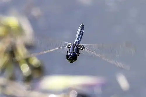 male in Kruger National Park