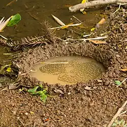 Pool nest in Rio Grande do Sul, Brazil.