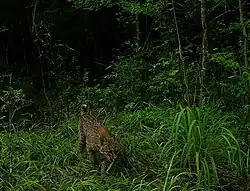 Bobcat (Lynx rufus), Big Thicket NP, camara trap