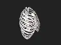 3D model of rib cage