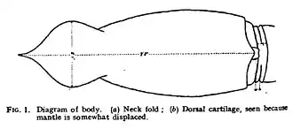 #111 (12/11/1935), Mantle and occipital region of Holyrood specimen, from Frost (1936:90, fig. 1) (see also funnel–mantle locking apparatus, digestive system and liver, and terminal portion of rectum)
