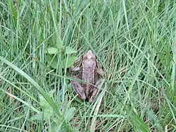 Common frog in Bogdan