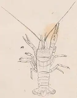 Line drawing of a lobster-like animal