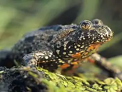 Dark-coloured toad facing left
