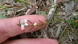 A finger touching a small plant