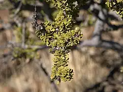 Close-up of a Smelly Shepherd tree (Boscia foetida)