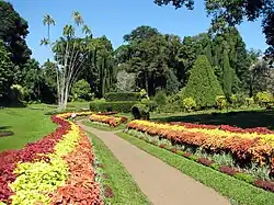 Royal Botanical Gardens, Peradeniya
