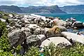 Boulders Beach with some swimmers. In the background, the penguin colony and visitors can be seen