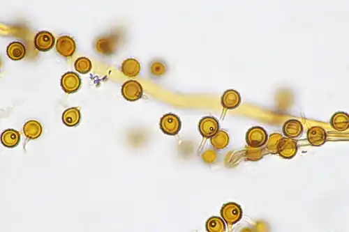 Spores