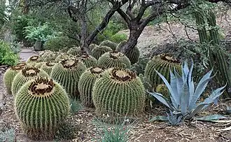 Boyce Thompson Arboretum, Cactus Garden