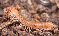 Brachydesmus superus, a millipede species with 28 leg pairs in adult males (excluding 1 pair of gonopods) and 29 leg pairs in adult females