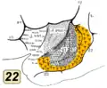 Inside and outside of lateral sulcus. BA22 is shown in orange.