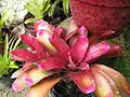 Bromeliad5