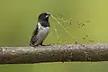 An adult bronze mannikin in Uganda carries the seed head of green Guinea grass for nest-building. Green Digitaria and Sporobolus grasses are also used.[5]