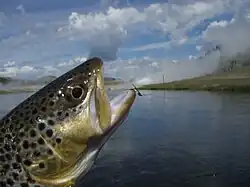 Brown trout with soft-hackle fly