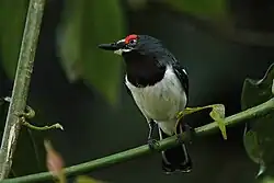 Female Common Wattle-eye (Platysteira cyanea), Uganda