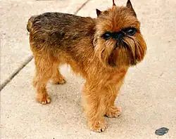 A brown Griffon Bruxellois with beard and cropped ears