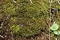 Bryum elegans