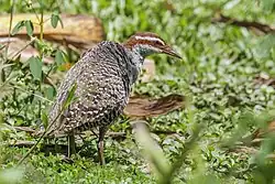 H. p. goodsoni, Samoa