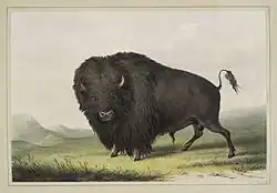 Buffalo Bull Grazing, lithograph, 1845