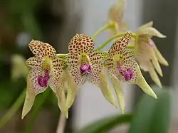 Five orchid flowers, each with spotted tepals and a pink labellum.
