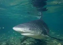 A Bullshark.