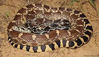Bullsnake (Pituophis catenifer sayi) from unknown locality