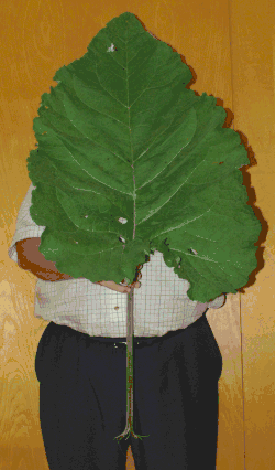 A 180 cm (6 ft) tall man holding a leaf