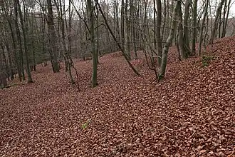 View looking west towards the tip of the spur. The limit of building in this direction is not clear due to recent disturbance. (November 2013)