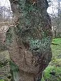 Quercus robur bark with a large burl and lichen.