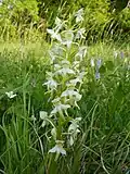 Platanthera chlorantha Inflorescence