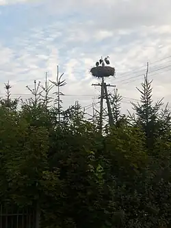 A white stork’s nest in Bytonia