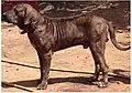 Original Fila Brasileiro