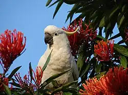 red flowers and a cockatoo