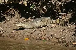 Spectacled caiman, Caiman crocodilus