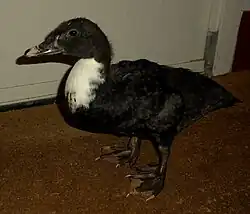Muscovy duck, both feet have five toes