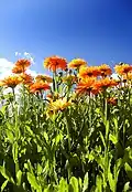 Calendula officinalis