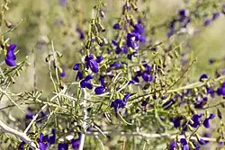 California Dalea, an indicator species of the Mojave Desert