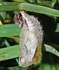Pupa, lateral view