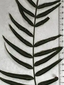 Calophya schini pit galls on Schinus molle