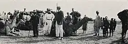 Several Englishmen stand in front of a group of resting camels and a large group of native boys in El Duem, 1906.