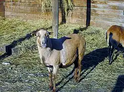Cameroon sheep