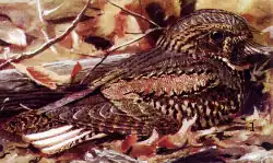 A cryptically patterned bird sits on the ground among leaves, blending into them astonishingly well.