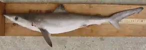 A small, big-eyed gray shark lying on its side on a piece of wood