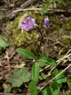 Cardamine nuttallii, Nuttall's toothwort