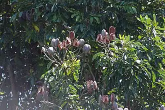 Mature fruit, some with seeds still enclosed