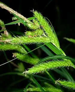 Tubular green spiked fruit of a sedge
