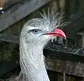 Closeup of head; Jacksonville Zoo & Botanical Gardens, Florida