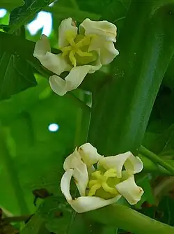 Female flowers
